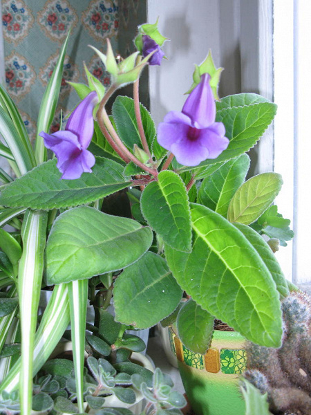 Тидея (синингия) фиолетовая в дар (Москва). Дарудар