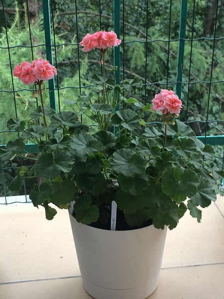 Пеларгония (Pelargonium) — описание, …