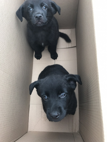 щенки даром санкт петербурге